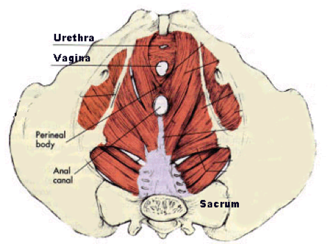diagram of pelvis