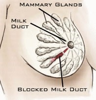 drawing of breast showing milk ducts