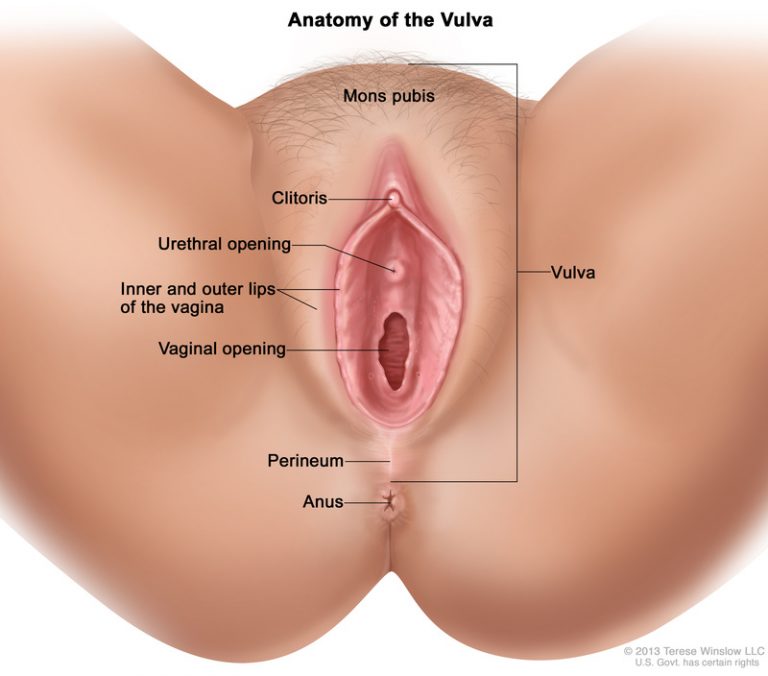 diagram a female anatomy